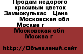 Продам недорого красивый цветок Замиокулькас › Цена ­ 1 500 - Московская обл., Москва г.  »    . Московская обл.,Москва г.